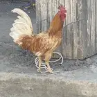 ديك ترثيات للبيع