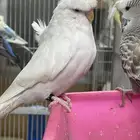 هوقو رسسف