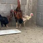 ديك شامو ياباني من حلال ابو ريحانه ابوه هزاز