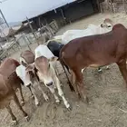 حسلان بلدي