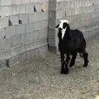 خروف جذع للبيع