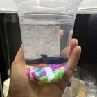 سمك فايتر انثى جاهزه