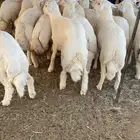 اضاحي حجز للعيد (تفريد) تم البيع