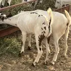 تيوسه يمني تربيه العدد 23