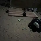 ارانب للبيع عدد 12 حبه