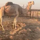 بعير. رباع علئ زمول ابو عجاريد.