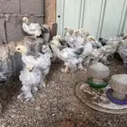 صيصان
