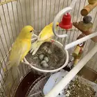 طيور كناري