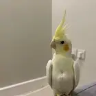 طائر الكوكتيل الجميل