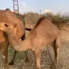 قعدان لباني للبيع