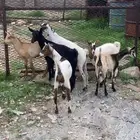 بسم الرحمن