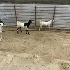 ماعز طيبه للبيع