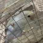 بريده