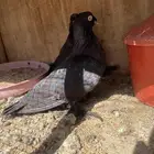 حمام تركي