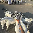 تيوس القوز السوم 1100