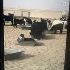 تيوس عدد 17
