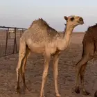 قعود لباني