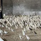 صوص فروخ صيصان دجاج بلدي
