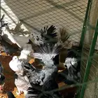 حمام لبيع