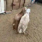 خرفان رفيدي