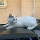 قطط للتبني