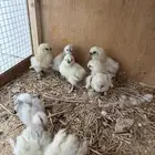 للبيع صوص قطني
