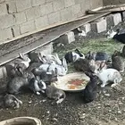 ارانب نضيفه