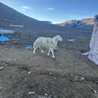 خروف فحل مشروط شرط