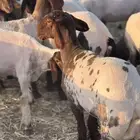 جذعات نعيم خصم الخصم 80راس