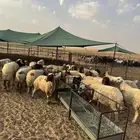 مضريع عدد 26