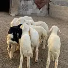 بهم حري مراح واحد مايضحي بهم نضيف