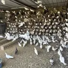حمام فرنسي سوبر جامبو للبيع