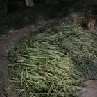 علف بونيكام دخن