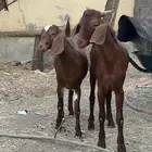 ججفار دهم
