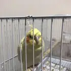 ببغاء كروان البينو عيون حمرا