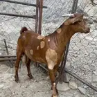 تيس بلدي اصيل اللون ابهر