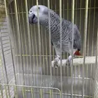 كاسكو افريقي