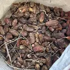 تمر حلال للبيع