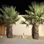 البشائر