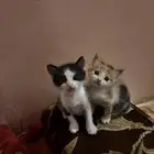 قطه للتبني