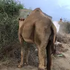 جمل ساحلي السن ثني