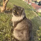 قط جميل بحديقة الاسكان بريده ممكن مفقود