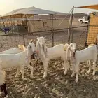 جفرات