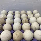 بيض رومي للبيع