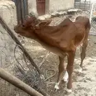 عجل