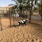 للبيع طلي مشروك