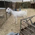 عنز حايل