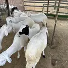 سواكني
