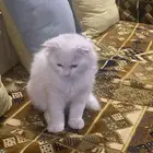 قطط