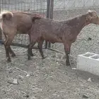 تيوس